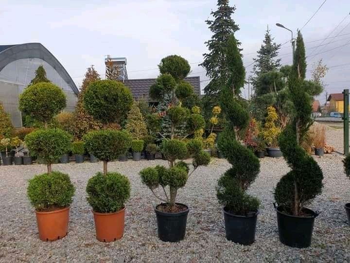 Vând plante ornamentale oriunde în țară execut grătare cascade