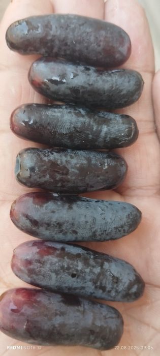 Узум кучатлари таер пайванд килинган