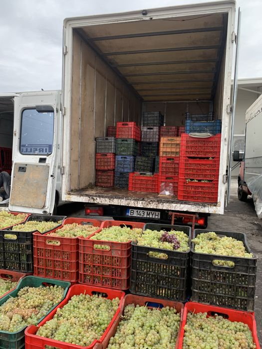 Vand struguri de vin transport la domiciliu