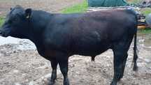 Tauri angus pentru reproducție