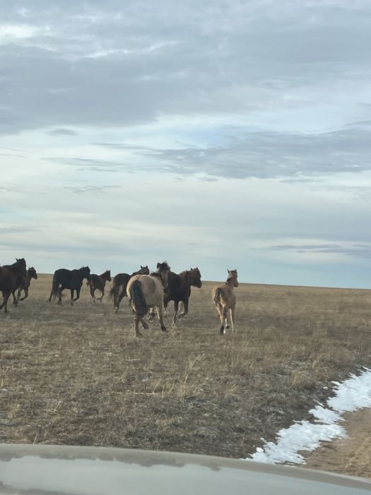 Продаю жеребят (жабағы)