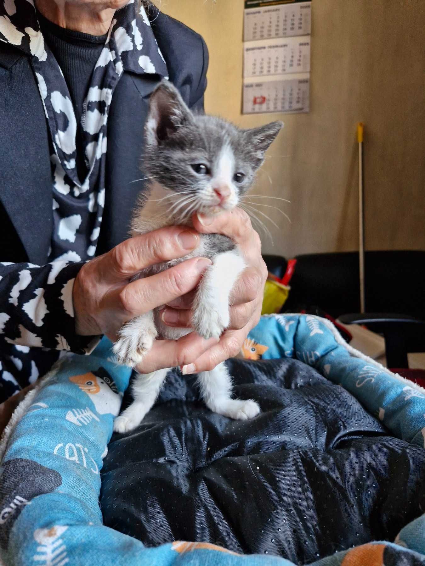 Малки котета 2 мес. гледани в дом