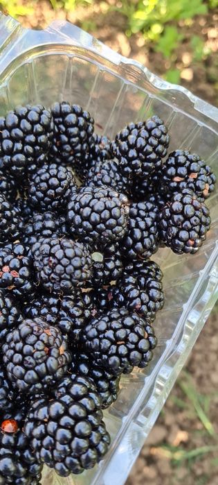 Vînd mure soiul Thornfree!!!