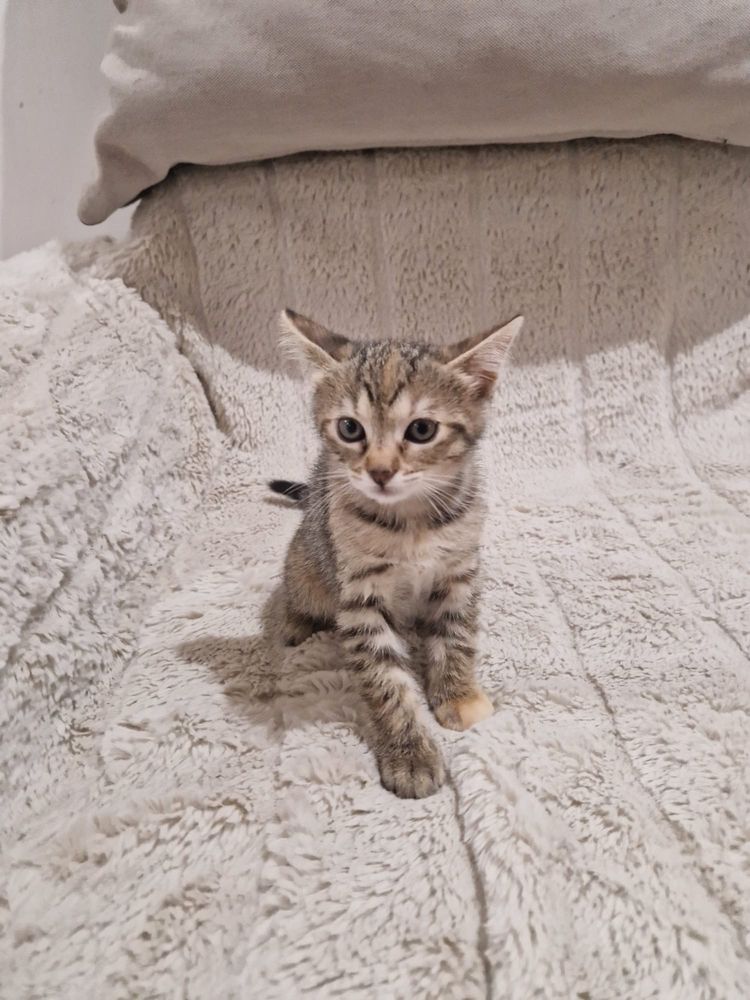 Dau spre adoptie 2 pisicute ambele fetite