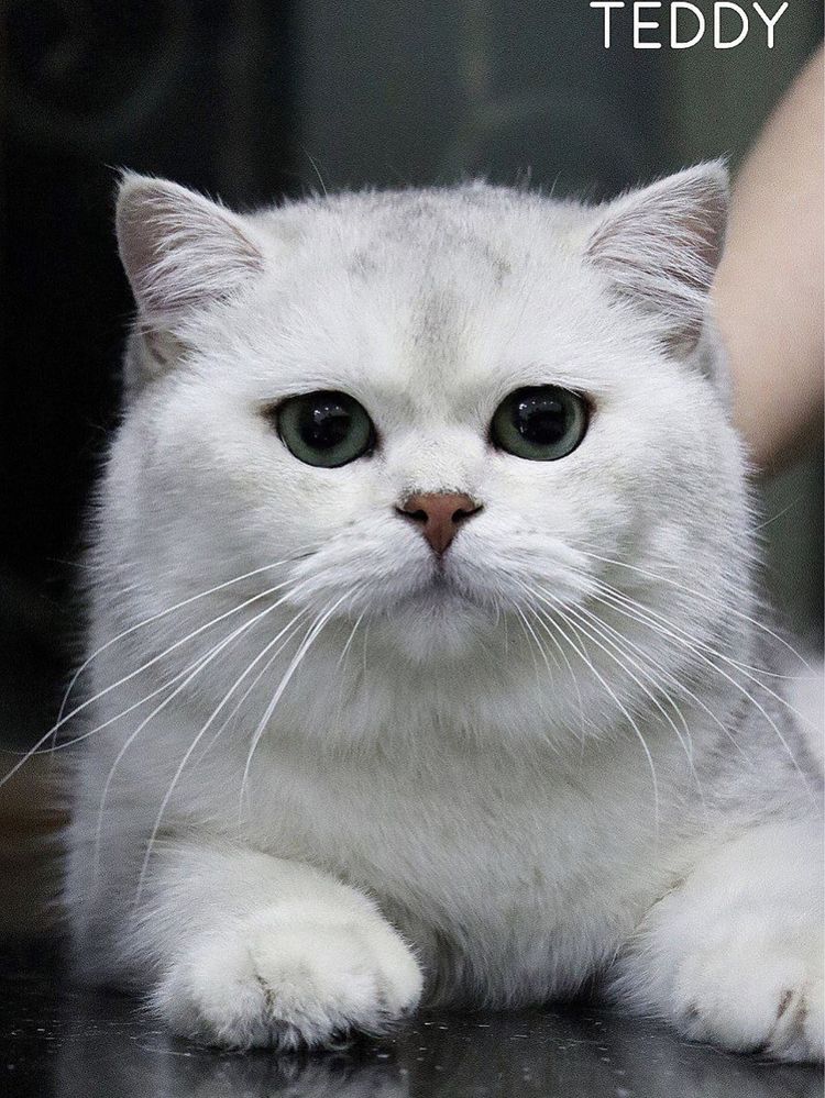 Не продаётся только на вязку Радасловный кот Тедди