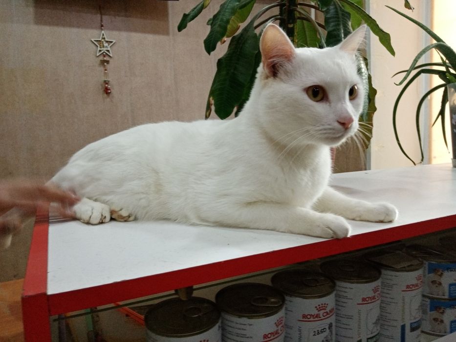 Отдам умного, но глухого кота, звать Миша, ему 2 года