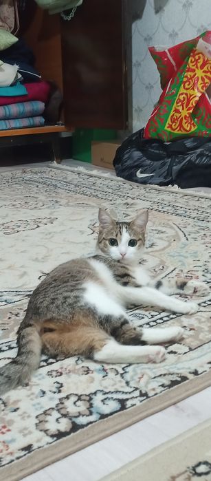 Кошка 1 год бесплатно