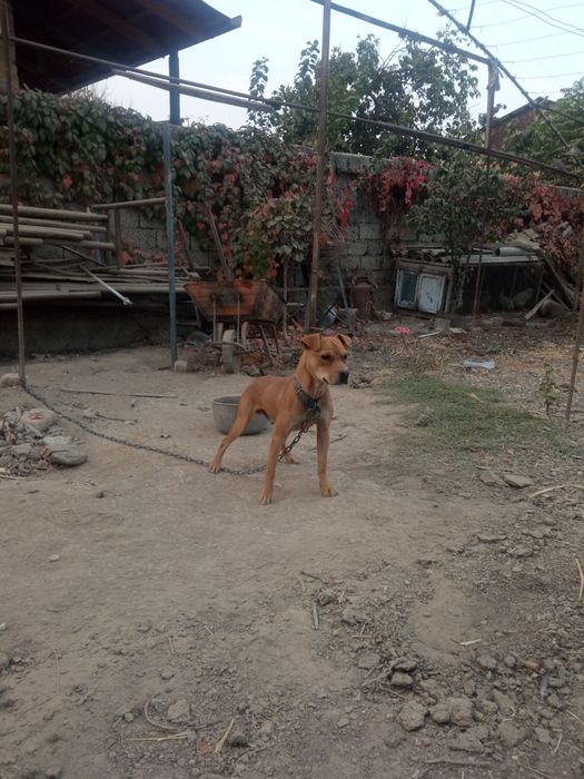 Pidbul sotiladi 1yosh axranasi zoʻr