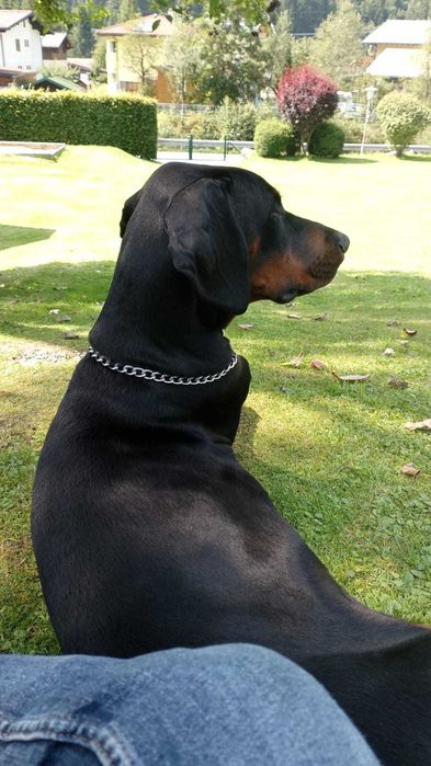 Mascul Doberman 9 luni.