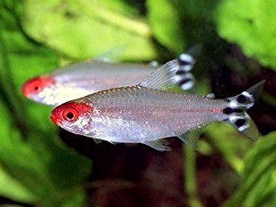 Родостомус , подростки 3см