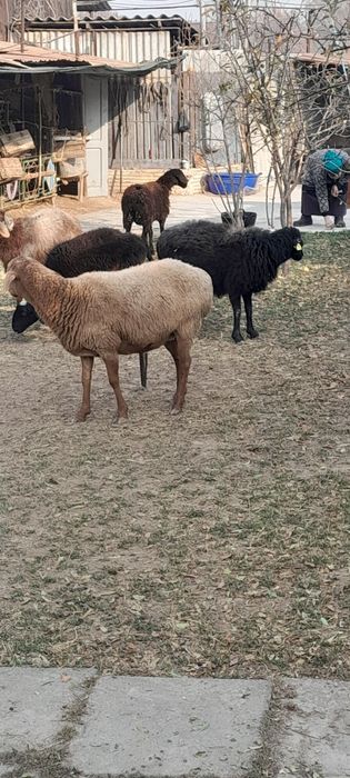 Бугоз куйлар сотилади