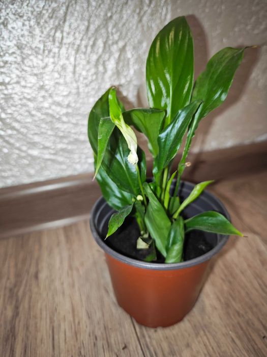 Женское счастье комнатные растения станция метро Москва