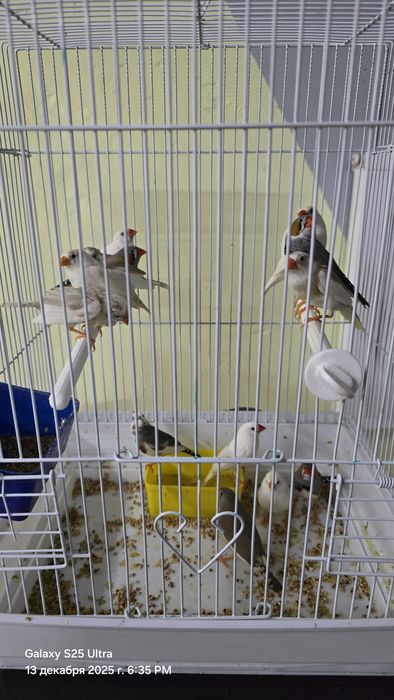 Продаётся Амадинки