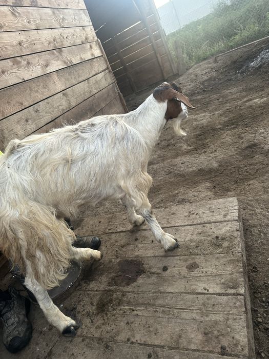 Capre bune de lapte de vanzare