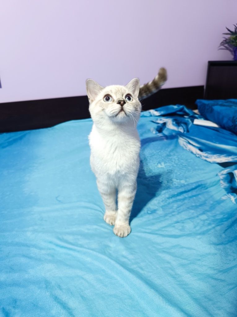 Мъжко британско коте