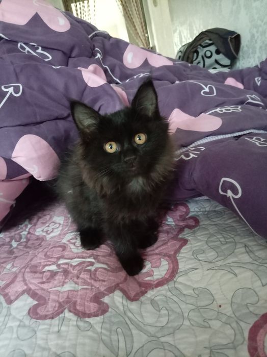 Отдам даром Котёнка в хорошие руки