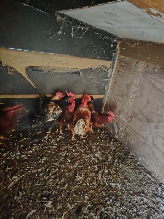 Cocosi tineri frumosi