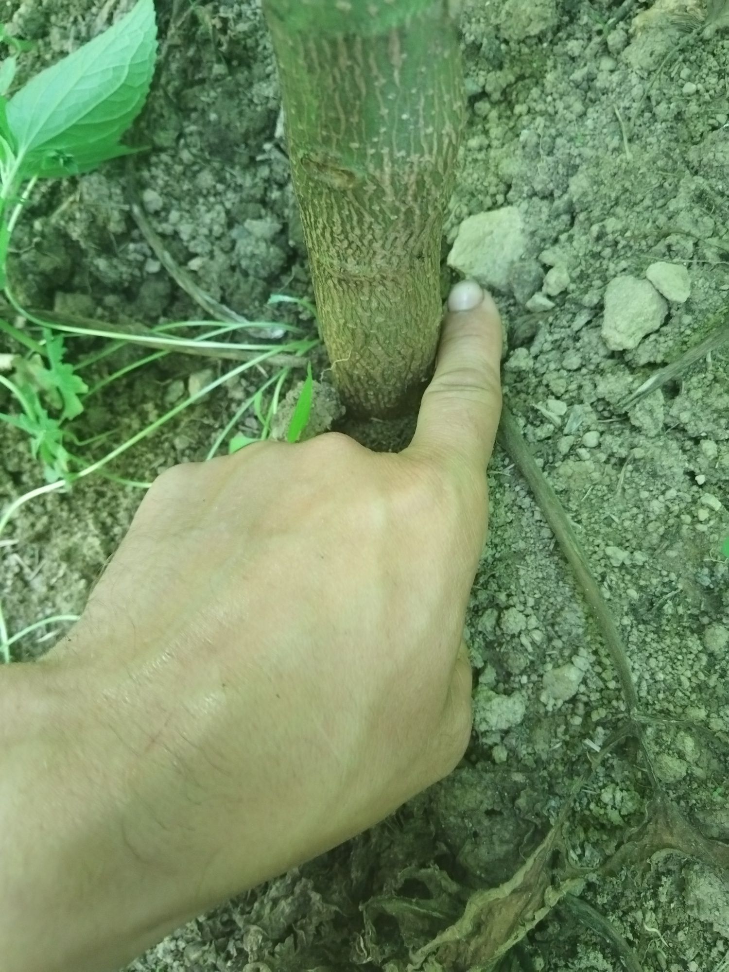 Mega !Butasi Paulownia