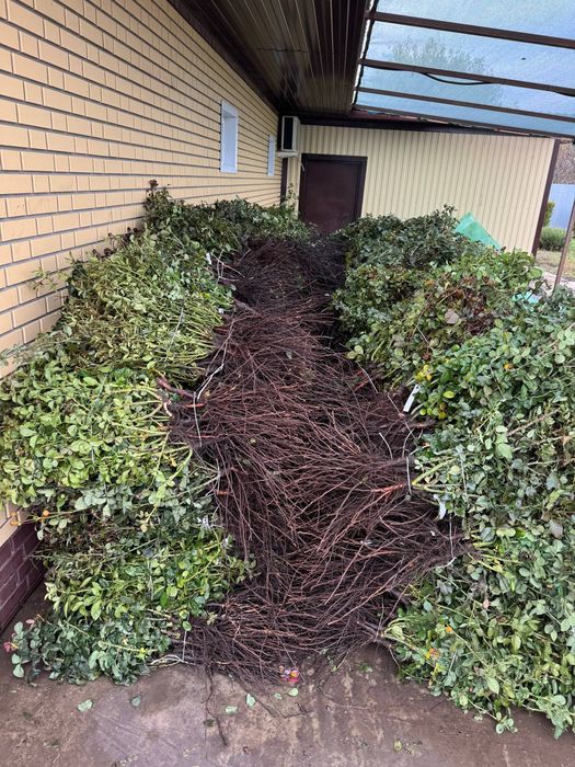 Атиргул кочатллари сотамиз