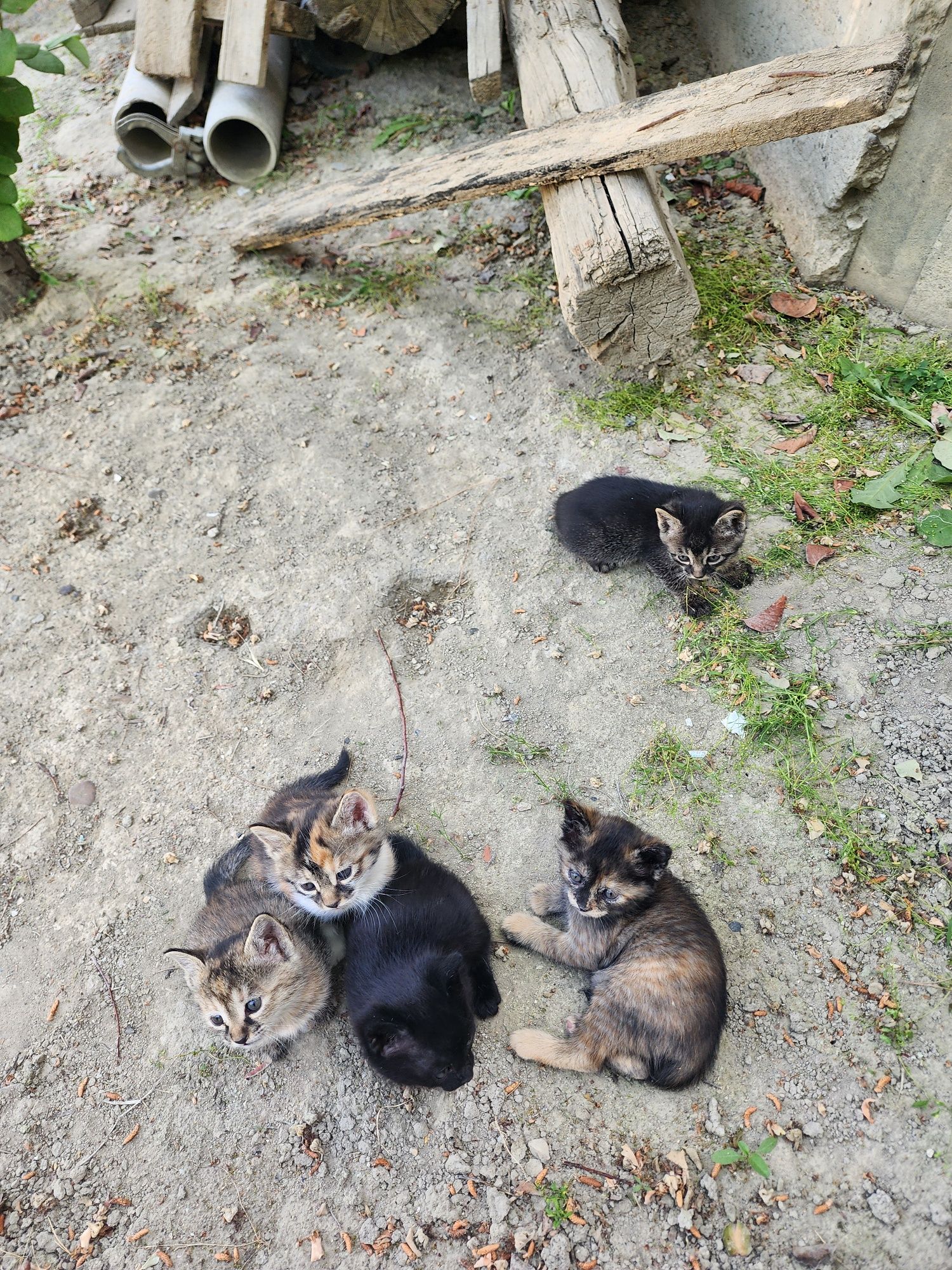 Котята обычной породы