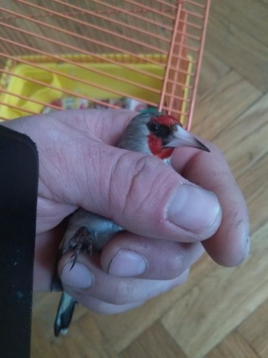 Yengi savala sotiladi