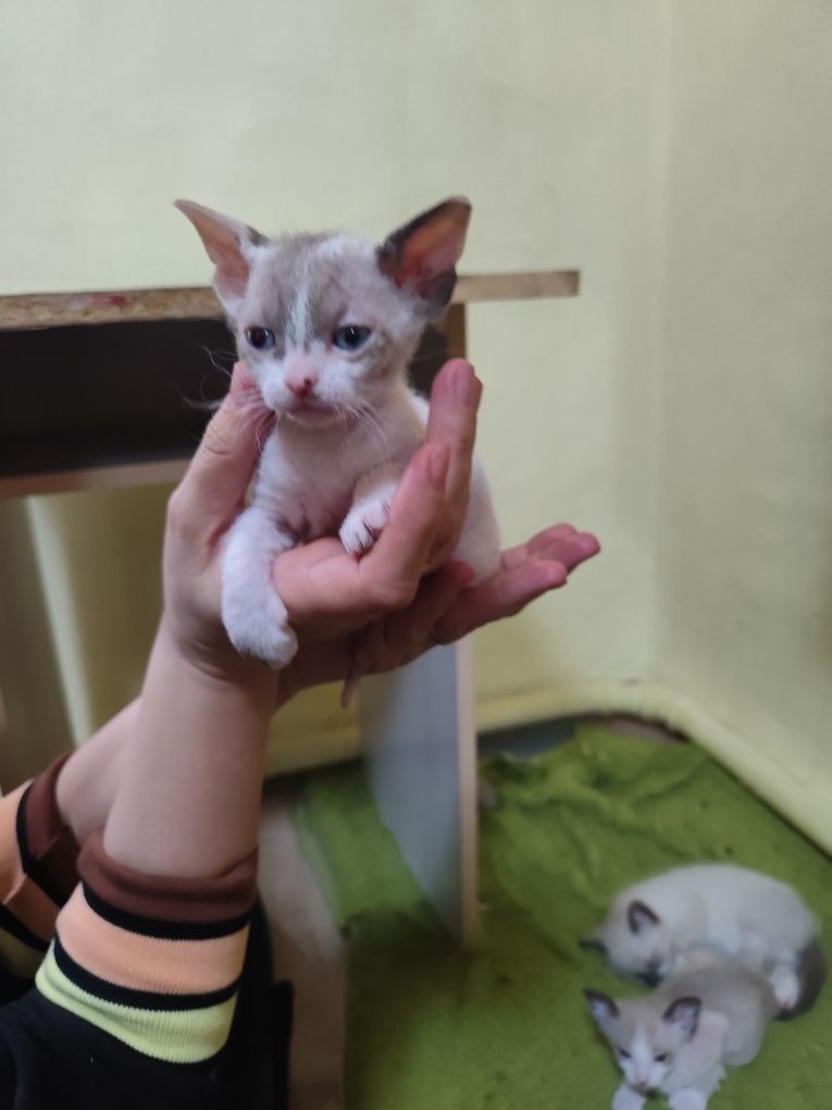Котята сфинксы прдам