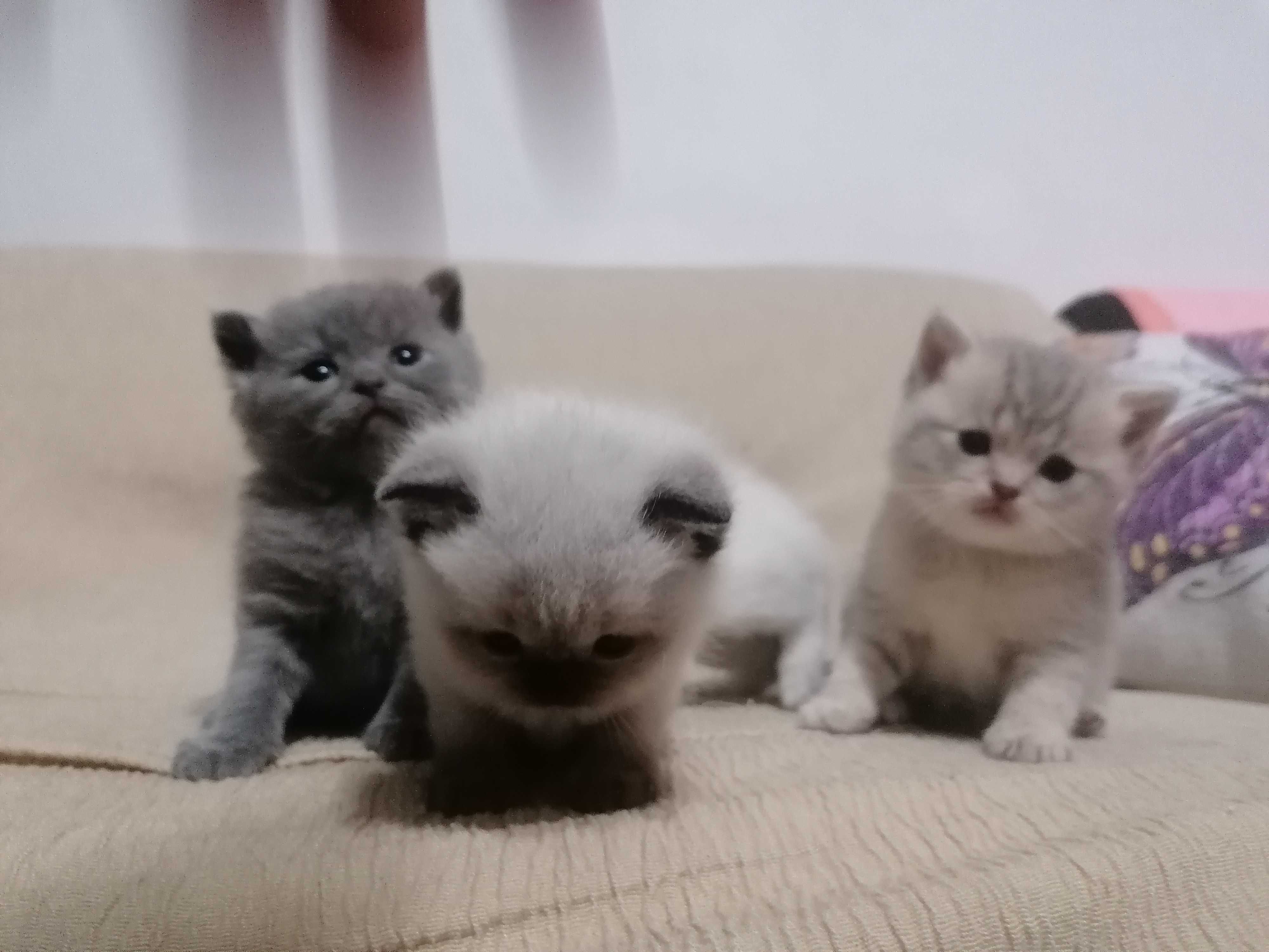 Pui British shorthair