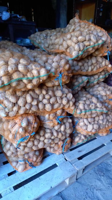 Vand cartofi consum rosu si alb