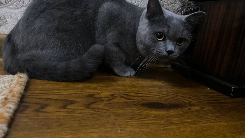 Skotish fold sotiladi. Srochna sotiladi