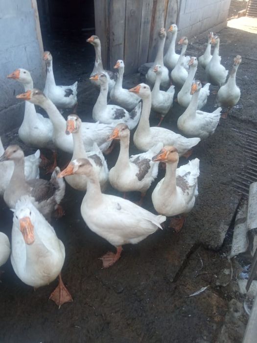 Продам подброшеных  гусей 6000 тенге