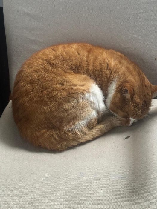 Vand Pisica nu este de rasa