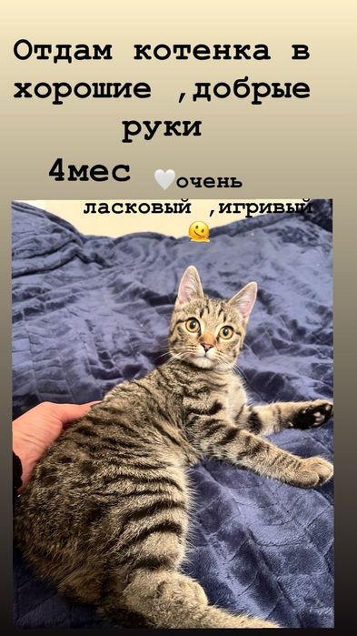Котик отдам в хорошие руки