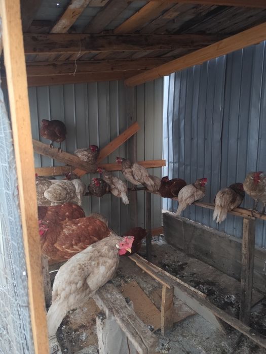 Продам кур несушки