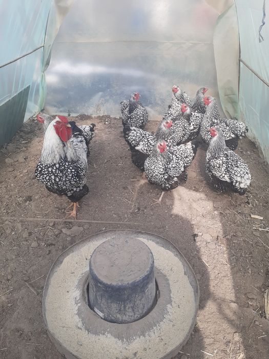 Gaini wyandotte de vanzare