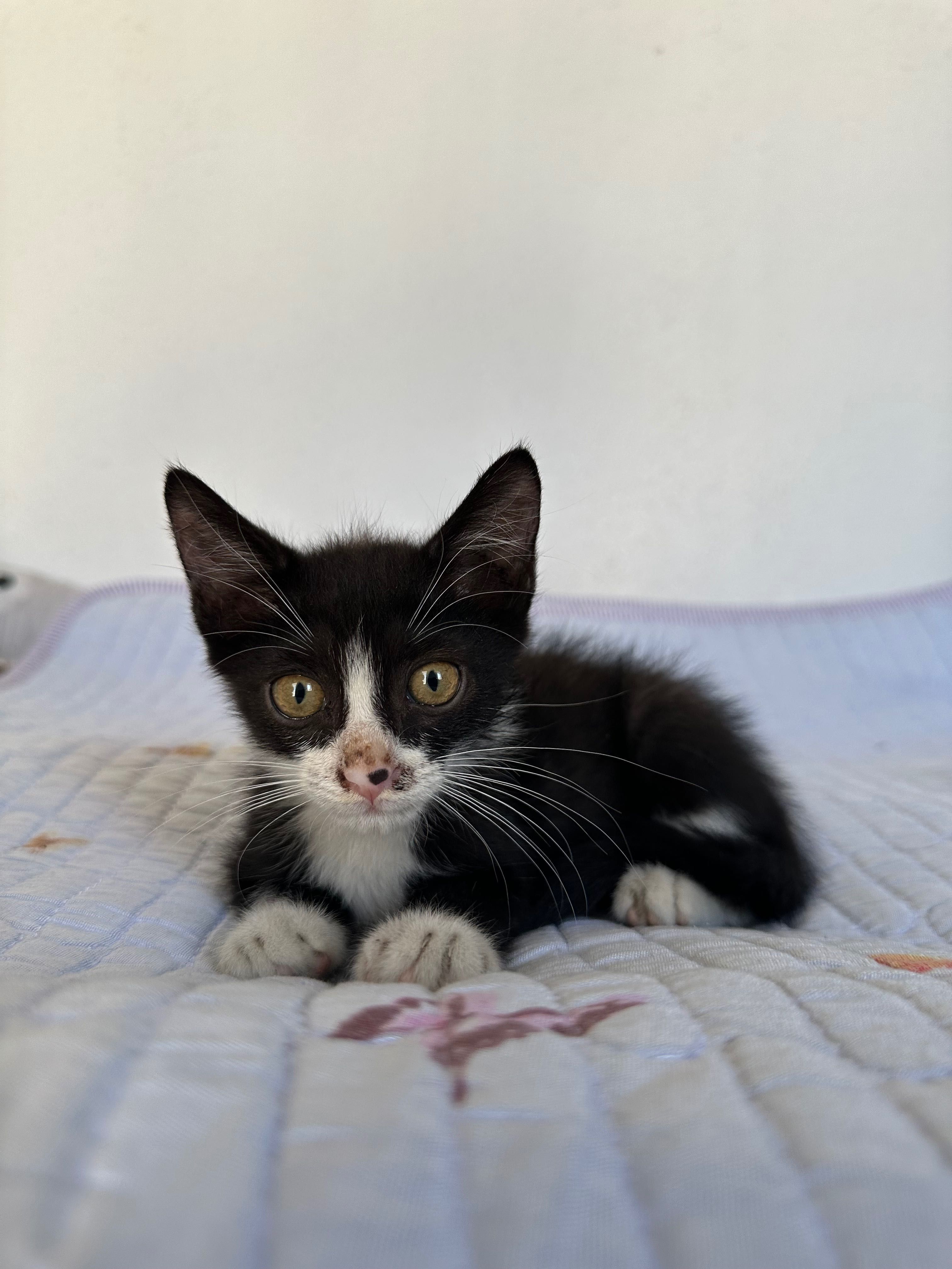 Котята в добрые и ответственные руки