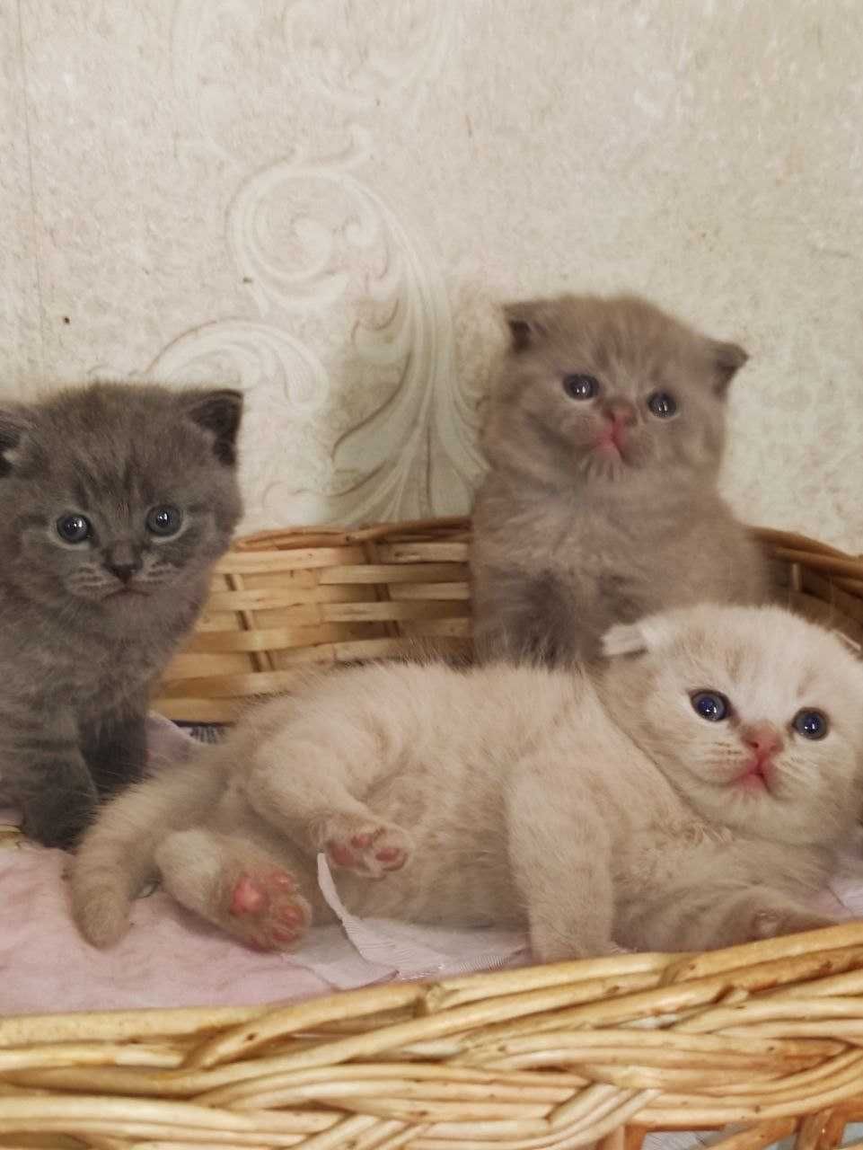 Продаются  шикарные шотландские котята.
