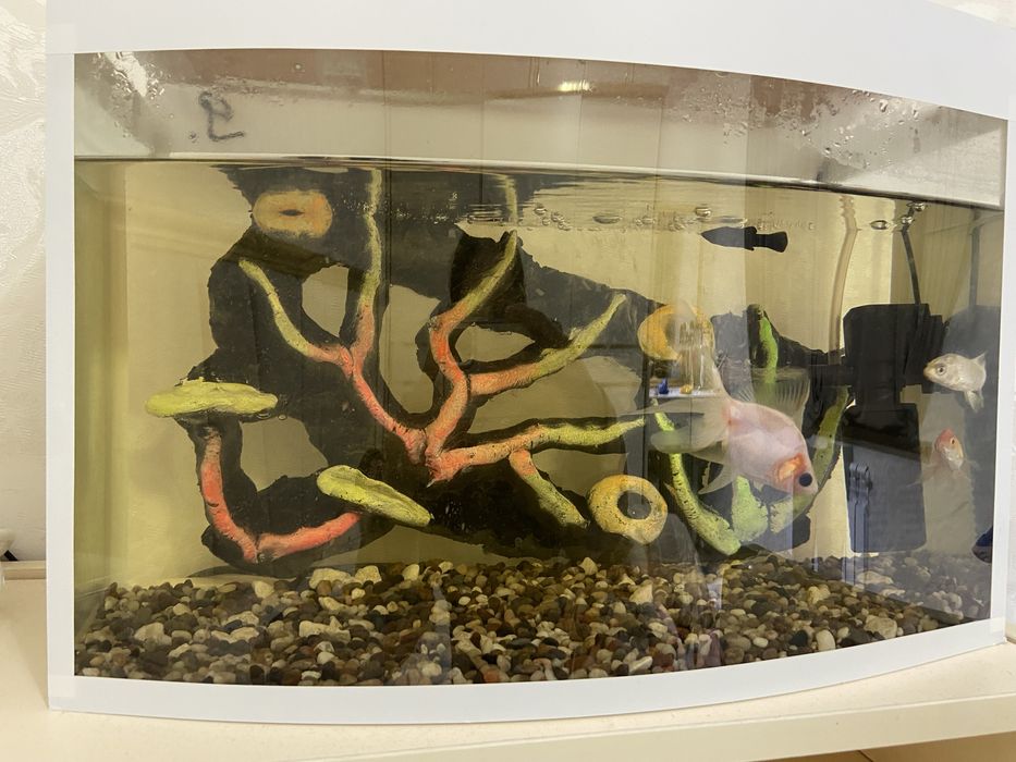 Baliq Akvarin bilan bila