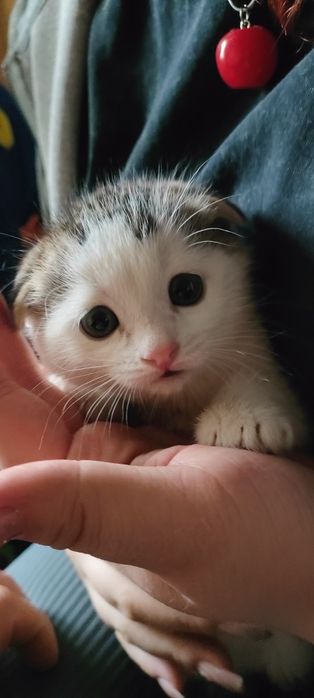 Милые котята хотят в добрые руки