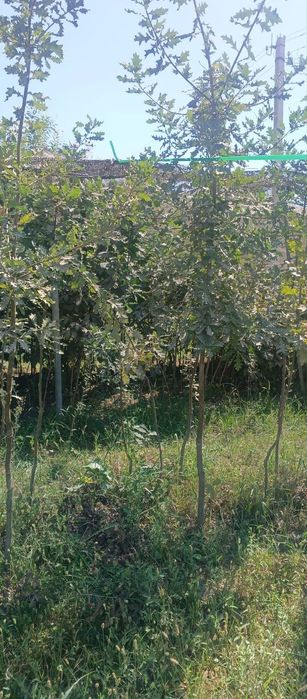 Дуп еман дарахт сотилади