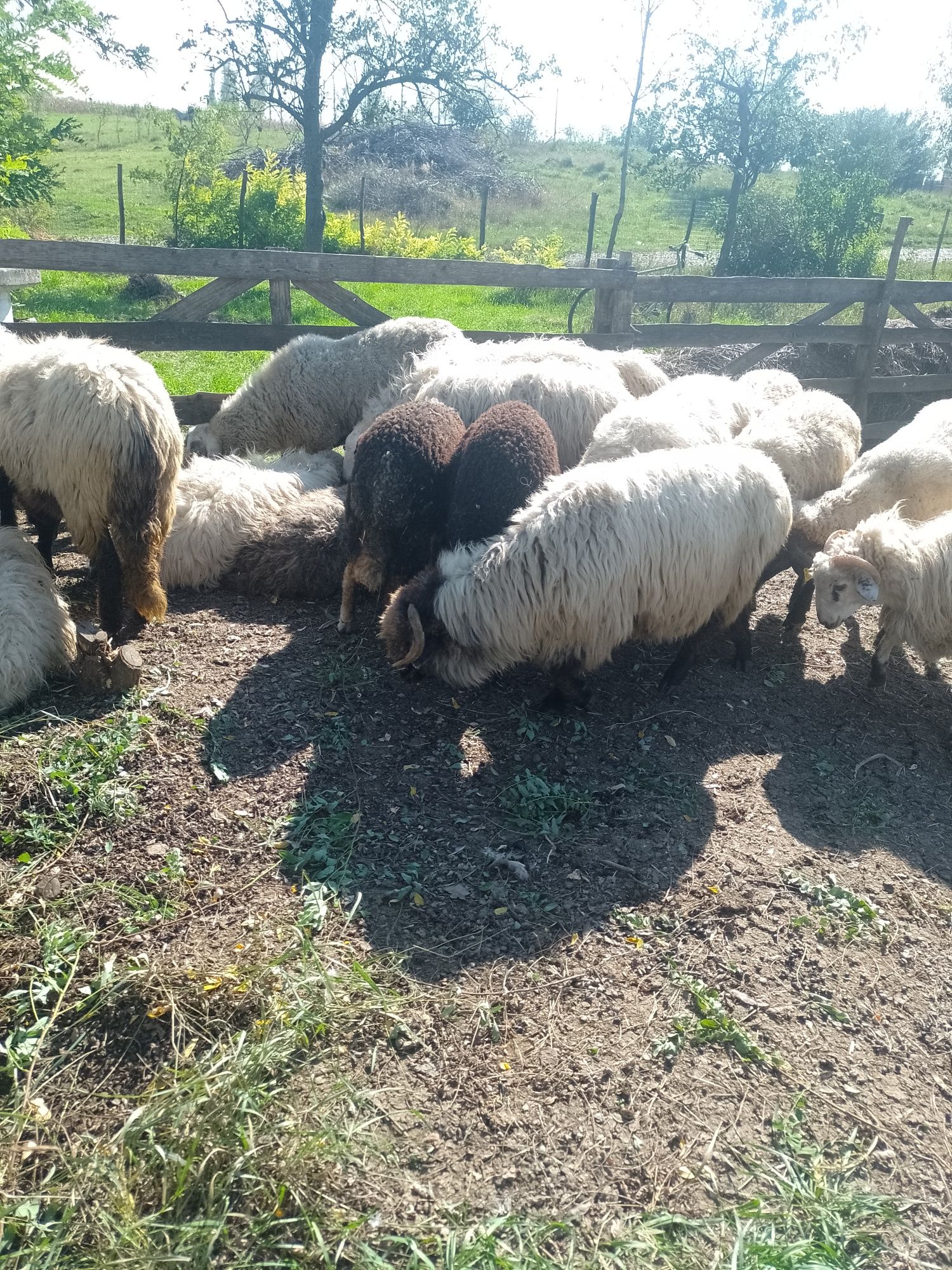 Oi de presila bune de Vânzare