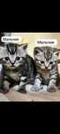 Продам  Шотландских котят с прямыми ушами  скоттиш-страйт