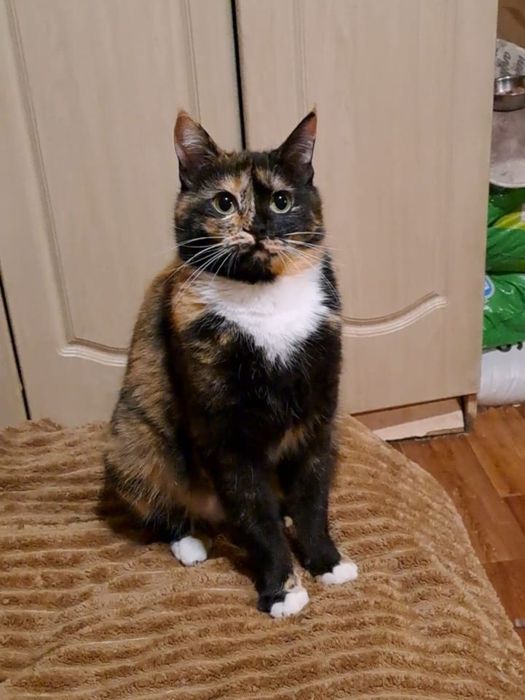 Кошечка в поисках дома