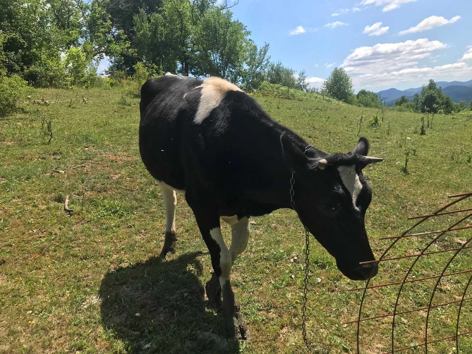 Vand vaca de 3 ani jumate si o jurinca de 1 an  si 4 luni