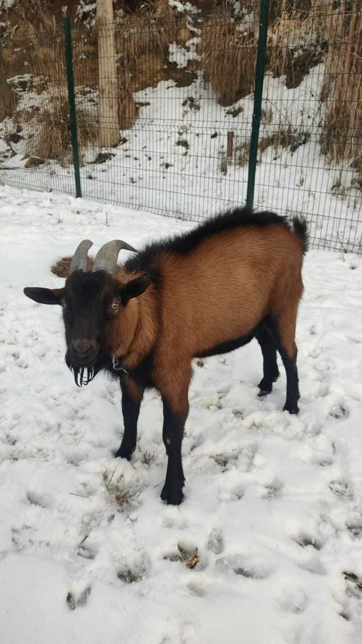 Продаю альпийскую   козу  и козла