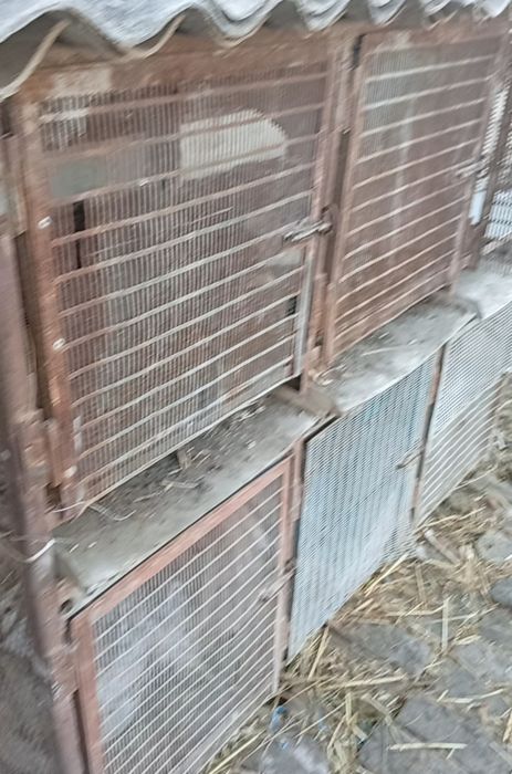 Quyon katak sotiladi