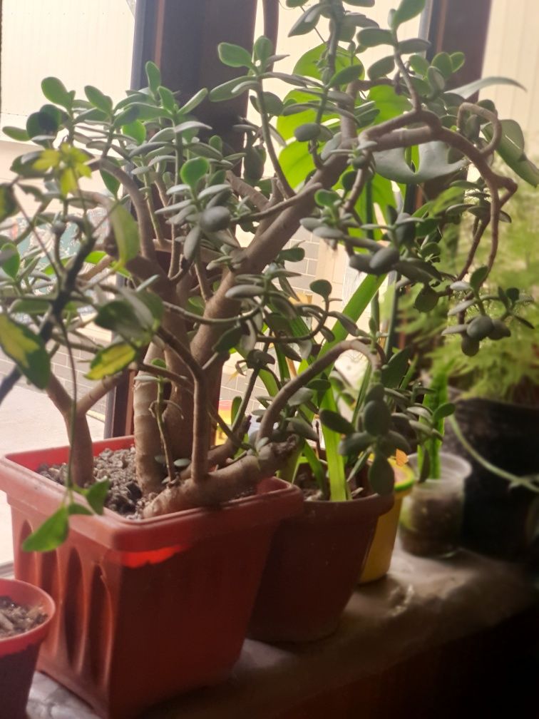 Xona gullari Ficus, Arma VA boshqa xona gullari  gullar