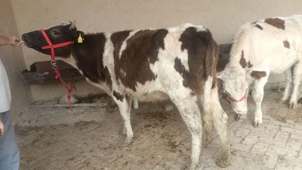 Chorniy piyostira- shvit gibrit bugoz 5oyli