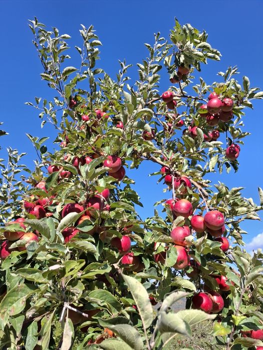 Mere de vânzare mai multe soiuri