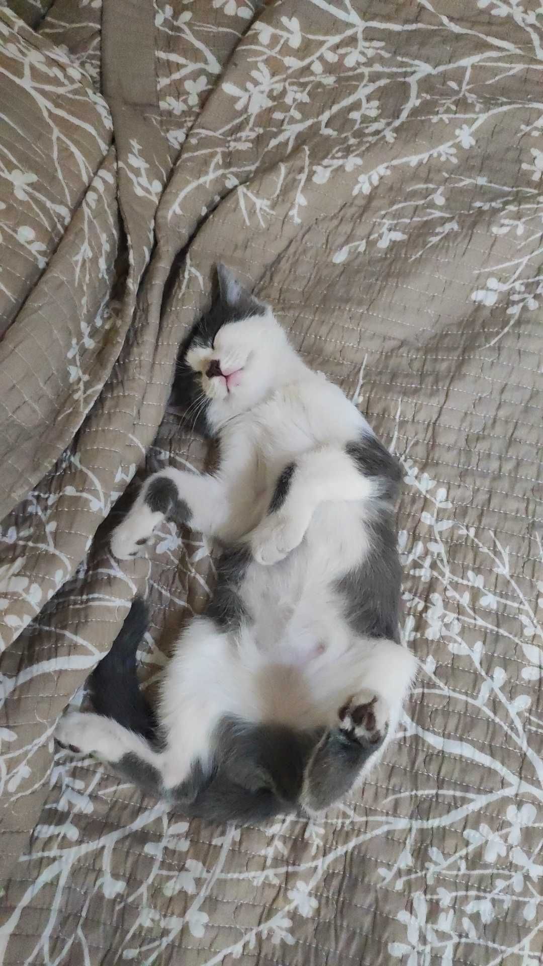 Котенок девочка, окрас биколор.