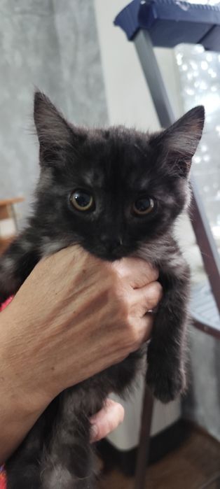 Котенок мальчик ,2 месяца